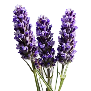 English Lavender PNG 6 PNG