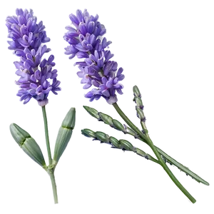 English Lavender PNG Ewx39 PNG
