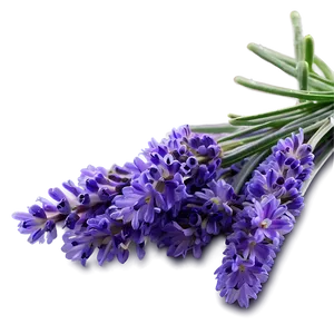 English Lavender PNG Ysv46 PNG