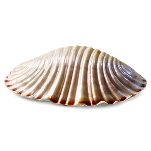 Engraved Clam Shell PNG Uwn82
