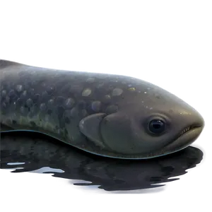 Enigmatic Dark Waters PNG Pyv60 PNG
