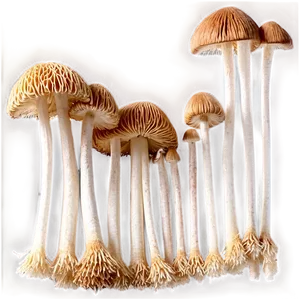 Enoki Mushrooms Png Jwf90 PNG image