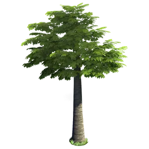 Environmental Tree Top View PNG 06122024