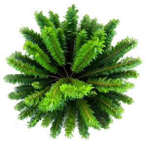 Environmental Tree Top View PNG Sco