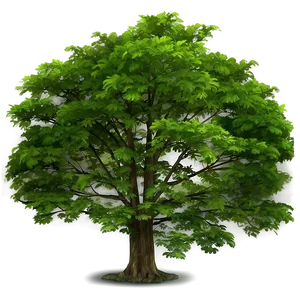Environmental Tree Top View PNG Uqd