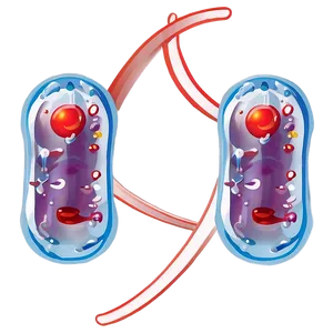 Enzyme Action And Reaction PNG 05242024 PNG