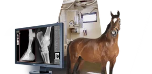 Equine Xray Diagnostic Setup PNG image