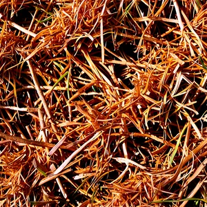 Erosion Control Straw Mulch PNG 06132024