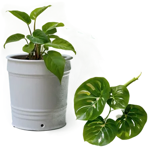 Essential Tools For Pothos Plant Care PNG 06272024 PNG