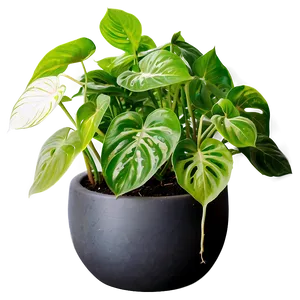 Essential Tools For Pothos Plant Care PNG 06272024 PNG