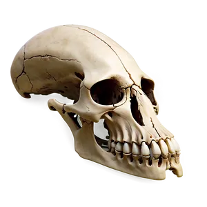 Ethereal Animal Skull PNG 32