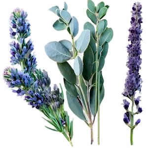 Eucalyptus And Lavender PNG 05242024