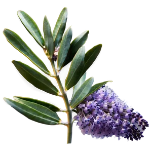 Eucalyptus And Lavender PNG 05242024