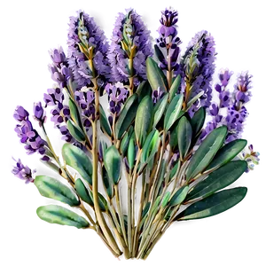 Eucalyptus And Lavender PNG 05242024