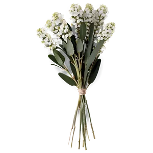 Eucalyptus Baby Breath PNG Grm94 PNG