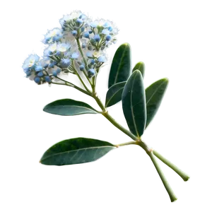 Eucalyptus Baby Breath PNG Jjc90 PNG