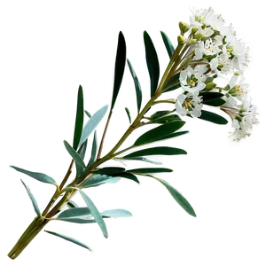 Eucalyptus Baby Breath PNG Nut98 PNG