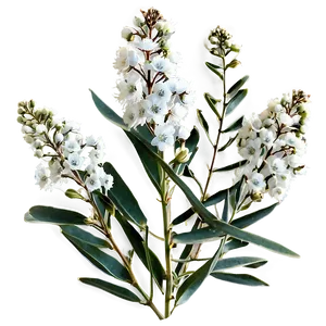 Eucalyptus Baby Breath PNG Tyq PNG
