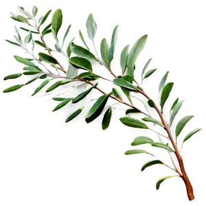 Eucalyptus Branch Arch PNG 05242024 PNG