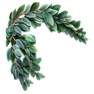 Eucalyptus Branch Arch PNG Uqn PNG