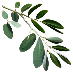 Eucalyptus Branch On White PNG 05242024