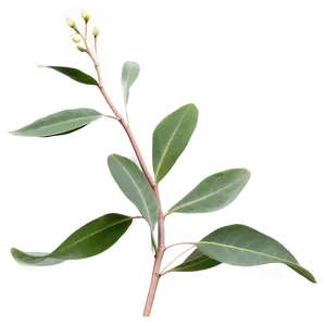 Eucalyptus Branch On White PNG 05242024