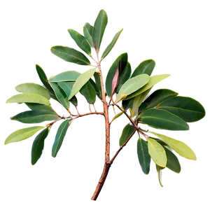 Eucalyptus Branch Png 61 PNG image