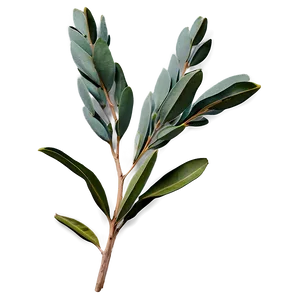 Eucalyptus Branch With Flowers PNG 2