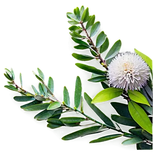 Eucalyptus Branch With Flowers PNG 24