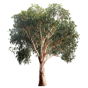 Eucalyptus Gum Tree PNG 05242024 PNG