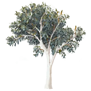 Eucalyptus Gum Tree PNG 05242024 PNG