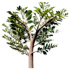 Eucalyptus Gum Tree PNG Yxx