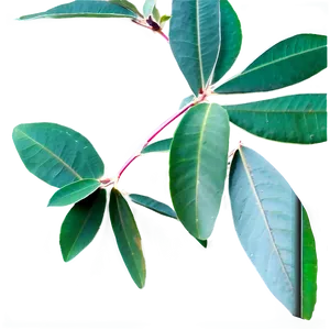 Eucalyptus Herbal Tea PNG Cye