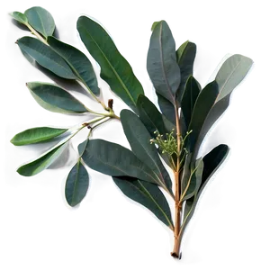 Eucalyptus Herbal Tea PNG Hyr