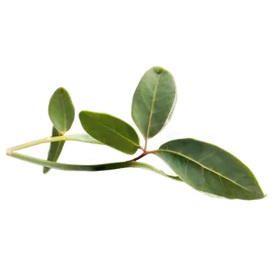 Eucalyptus Herbal Tea PNG Wtn30