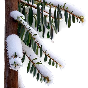 Eucalyptus In Snow PNG Bho