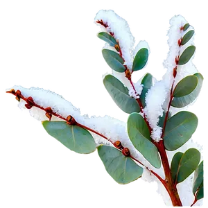 Eucalyptus In Snow PNG Psq