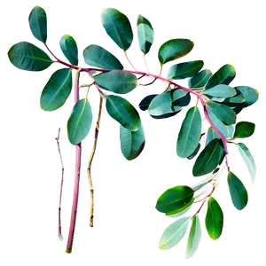Eucalyptus Leaf Pattern PNG 05242024 PNG