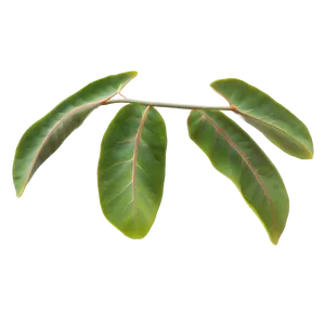 Eucalyptus Leaf Pattern PNG 05242024 PNG