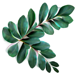 Eucalyptus Leaf Pattern PNG 48 PNG