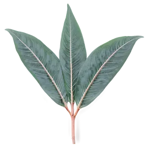 Eucalyptus Leaf Pattern PNG Uij56 PNG