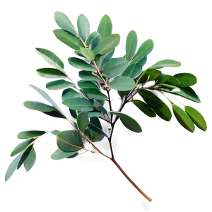 Eucalyptus Leaf Spray Png 20 PNG image