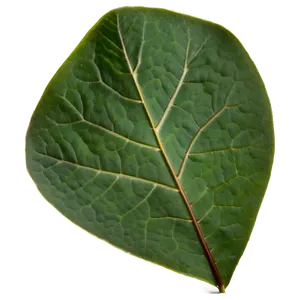 Eucalyptus Leaf Veins PNG 05242024 PNG