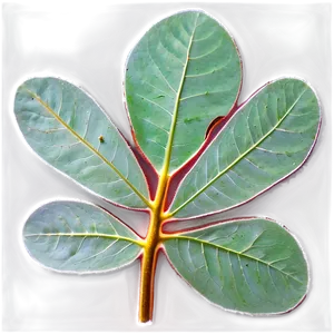 Eucalyptus Leaf Veins PNG 05242024 PNG