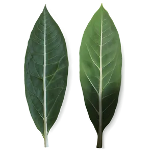 Eucalyptus Leaf Veins PNG Mvt PNG