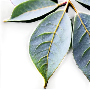 Eucalyptus Leaf Veins PNG Xeb PNG