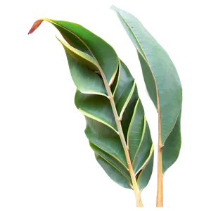 Eucalyptus Leaves B PNG image