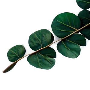 Eucalyptus Leaves Border PNG 05242024 PNG