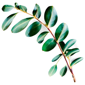 Eucalyptus Leaves Border PNG 05242024