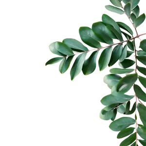 Eucalyptus Leaves Border Png 27 PNG image